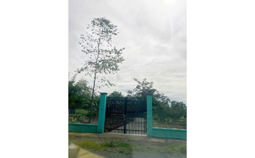 Đất Nở hậu Đường 8m thông 1851m2 – Cây Gỗ CC
